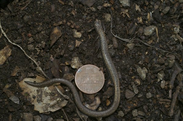 Guide pour identifier plaque vitrocéramique vs induction