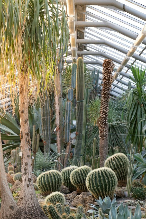 Quels types de plantes privilégier pour un jardin nécessitant peu d'eau?