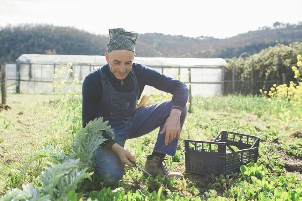 Désherbeur écologique : éliminer les mauvaises herbes sans produits chimiques